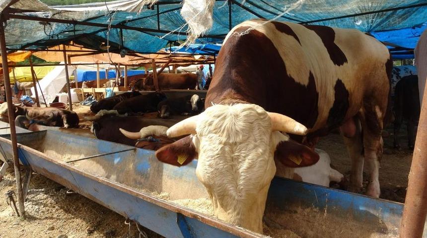 'Paşa' isimli kurbanlık boğa alıcısını bekliyor! Fiyatı dudak uçuklatıyor