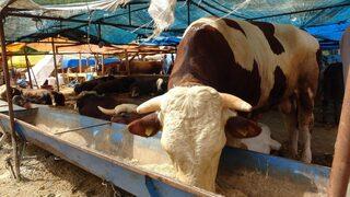 'Paşa' isimli kurbanlık boğa alıcısını bekliyor! Fiyatı dudak uçuklatıyor