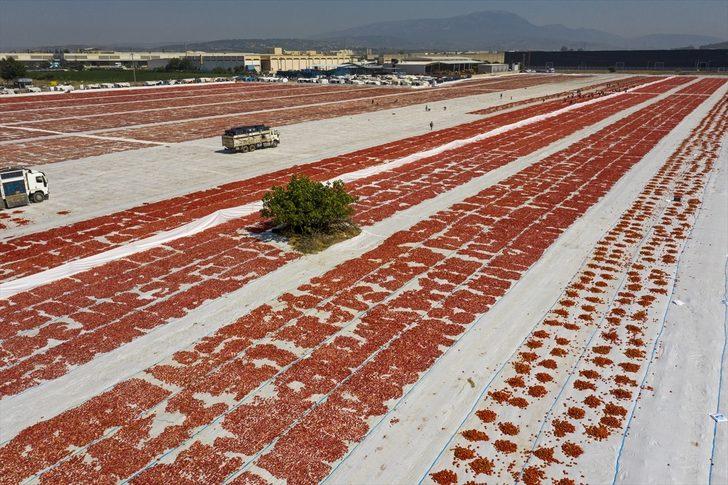 Ege ovalarında kuru domates mesaisi başladı G5