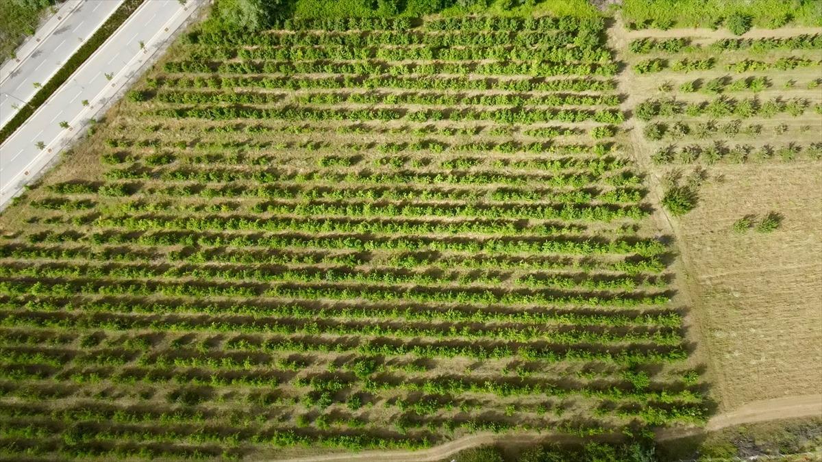 Halka a&ccedil;ık &uuml;niversite &ccedil;iftliğindeki meyveleri ziyaret&ccedil;iler hasat ediyor