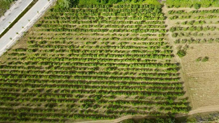 Halka açık üniversite çiftliğindeki meyveleri ziyaretçiler hasat ediyor G1