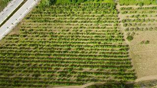 Halka açık üniversite çiftliğindeki meyveleri ziyaretçiler hasat ediyor