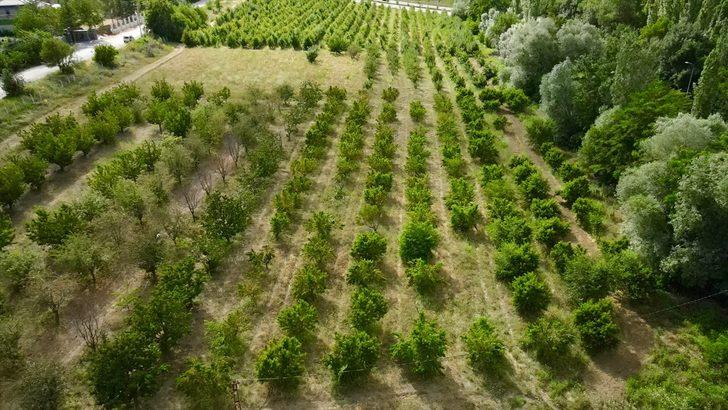 Halka açık üniversite çiftliğindeki meyveleri ziyaretçiler hasat ediyor G2