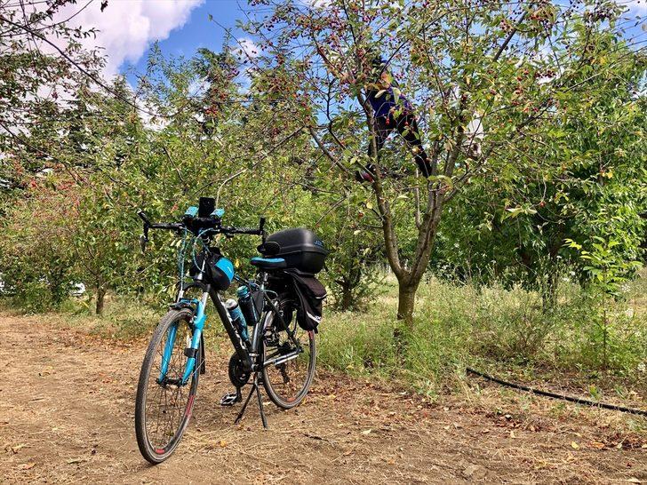 Halka açık üniversite çiftliğindeki meyveleri ziyaretçiler hasat ediyor G3