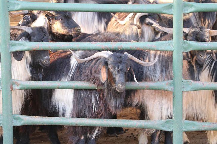 Güneydoğu'da kurbanlık satışları besicilerin yüzünü güldürüyor G2