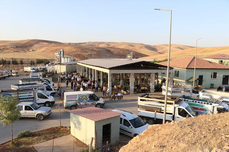 Güneydoğu'da kurbanlık satışları besicilerin yüzünü güldürüyor G5