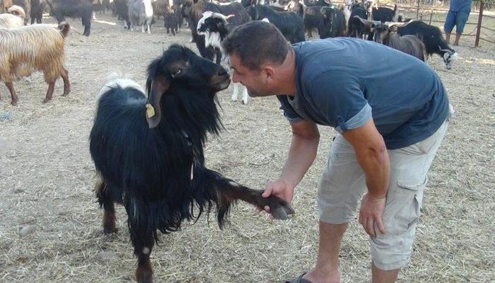 Beslediği keçisiyle pazarlık yaptı