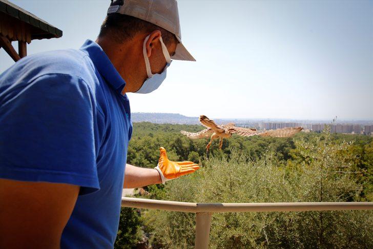 Antalya'da operasyonda ele geçirilen 21 flamingo koruma altına alındı G3