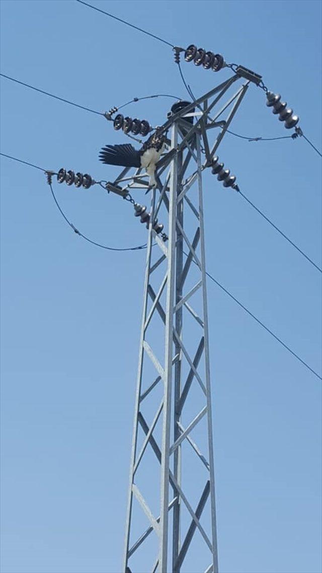 Bingöl'de leyleğin elektrik akımına kapılmasıyla çıkan yangın söndürüldü