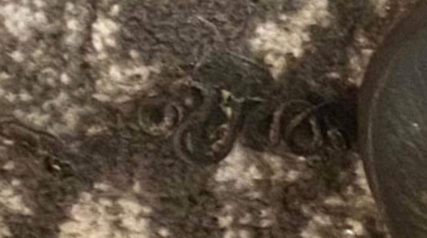 ABD'de akılalmaz olay! Yatak odasında 18 yılanla karşılaşan kadın hayatının şokunu yaşadı