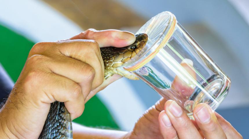Kanada ve Çin’den bilim insanları yılan zehrinden deri yapıştırıcısı üretti! 45 saniyede durduruyor