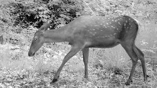 Görüntüler Bursa'dan! Kızıl geyikler fotokapanlara böyle yakalandı