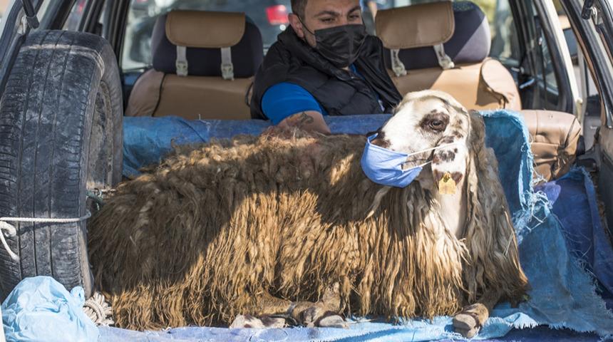 İlgin&ccedil; g&ouml;r&uuml;nt&uuml;! Koyuna maske taktı
