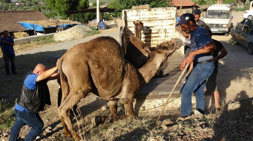 Aydın'da 500 kilo et çıkan develere yoğun ilgi! Fiyatı cep yakıyor