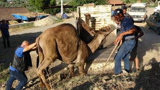 Aydın'da 500 kilo et çıkan develere yoğun ilgi! Fiyatı cep yakıyor