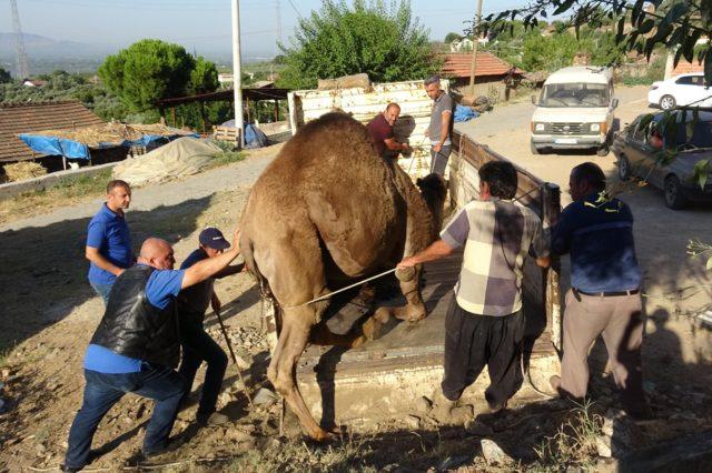 Aydın'da 500 kilo et çıkan develere yoğun ilgi! Fiyatı cep yakıyor