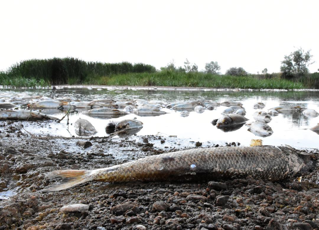 Kızılırmak'taki balık &ouml;l&uuml;mlerinin nedeni, oksijen azlığı