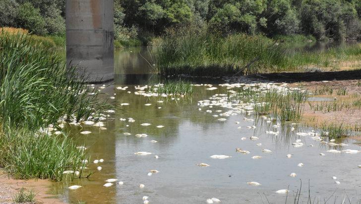 Kızılırmak'taki balık ölümlerinin nedeni, oksijen azlığı G2
