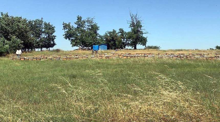 Tekirdağ'da arıların saldırısına uğradılar: 1 ölü, 4 yaralı