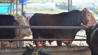 Pazarın gözdesi oldular! İşte ikiz boğalar