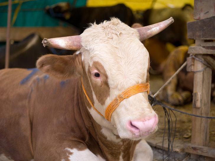 Kurban ne zamana kadar kesilebilir? Kurban kesmeye ne zaman başlanır? G1