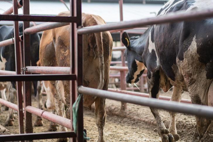 Kurban ne zamana kadar kesilebilir? Kurban kesmeye ne zaman başlanır? G4