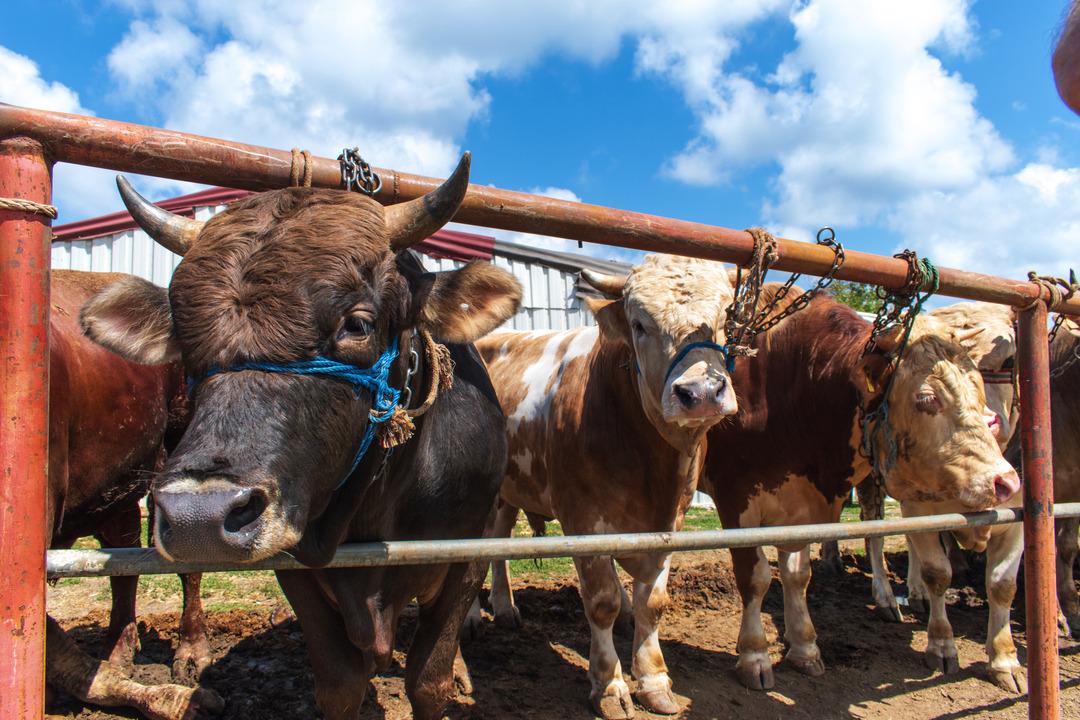Kurban ne zamana kadar kesilebilir? Kurban kesmeye ne zaman başlanır?