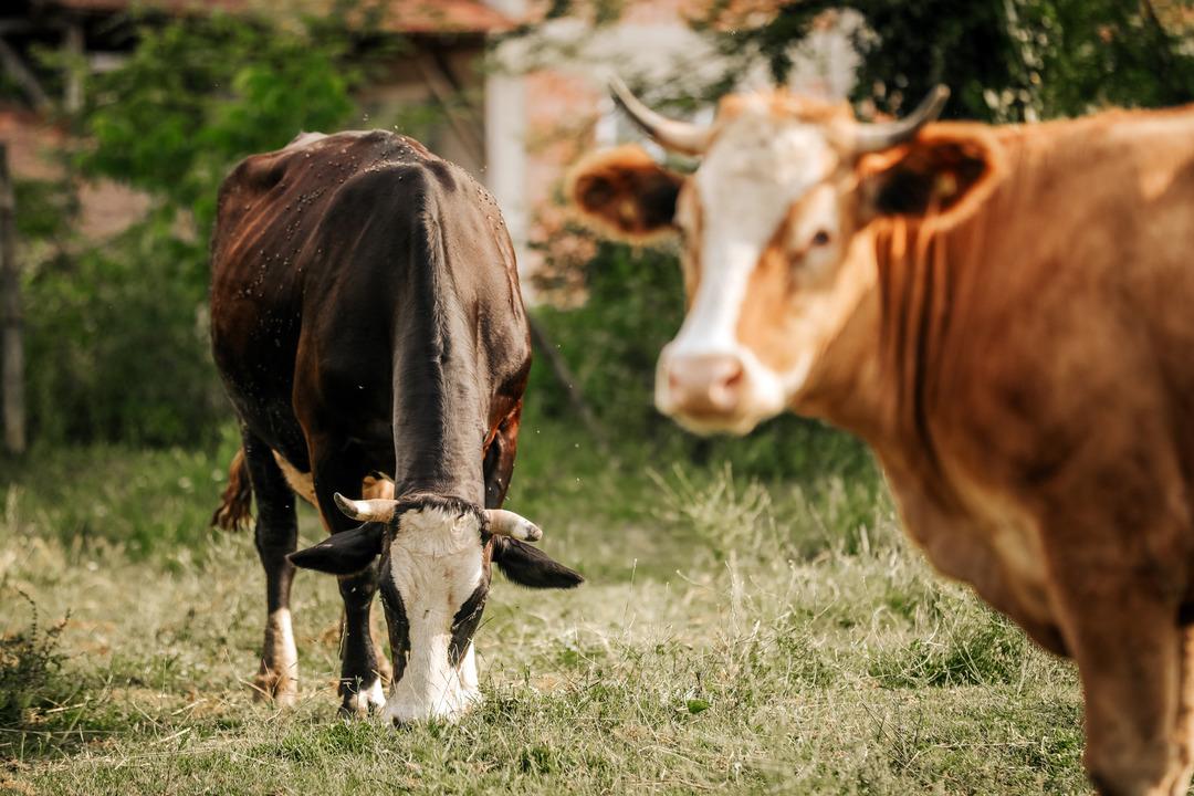 Kurban nasıl yatırılır? Rueff tekniği nedir ve nasıl yapılır? En kolay kurban yere yatırma y&ouml;ntemi!