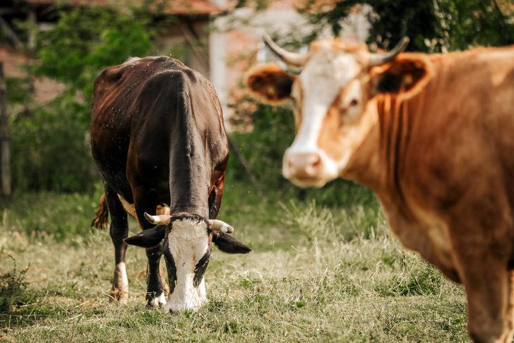 Kurban ne zamana kadar kesilebilir? Kurban kesmeye ne zaman başlanır? G2