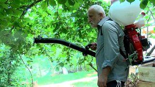 Beykoz'da tırtıl istilası! Vatandaşları canından bezdirdi