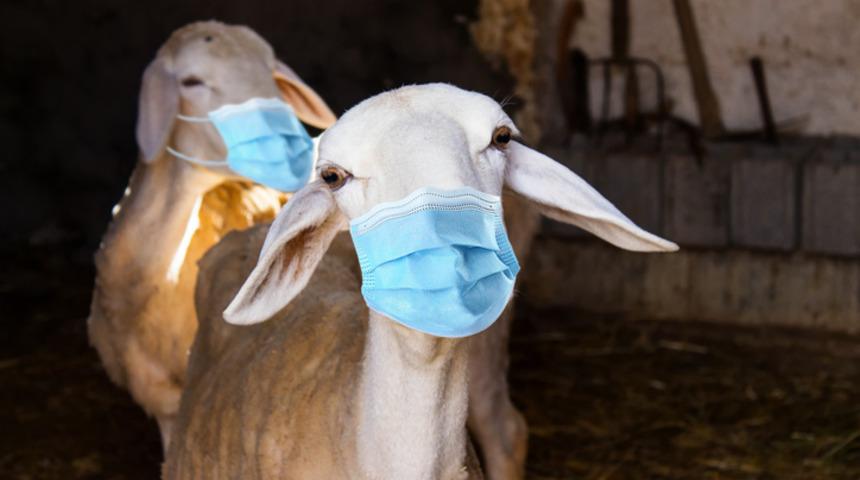 Kurbanlık nasıl yere yatırılır? En kolay kurbanı yere yatırma teknikleri...