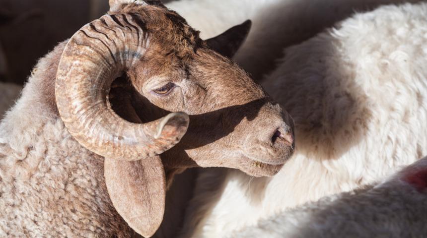 Kurban nasıl kesilir? Küçükbaş ve büyükbaş kurban nasıl kesilir? Kurban keserken okunacak dualar...