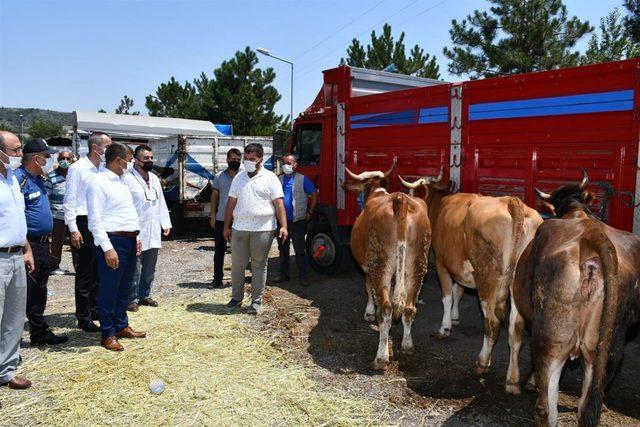 Karabük'te Kurban Bayramı öncesi canlı hayvan pazarında hareketlilik arttı