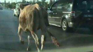 Kurban kesim alanından kaçan boğa, trafiği birbirine kattı