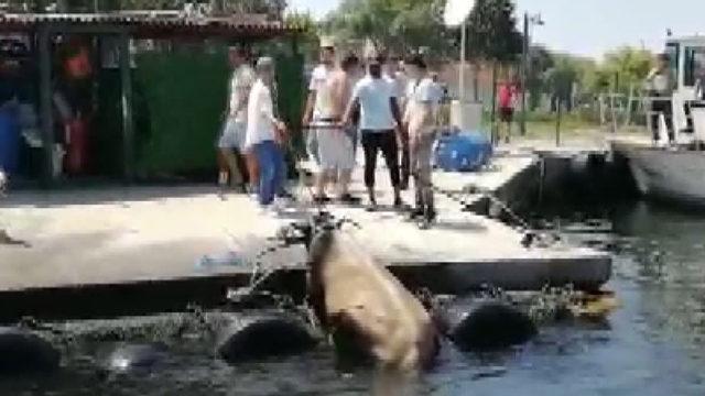 Kasımpaşa'dan denize atlayan dana Balat sahiline kadar yüzdü