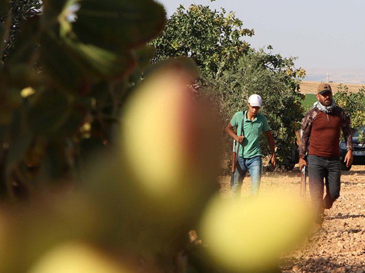 Yer: Gaziantep! "Yeşil altın" için elde silahlarla 7/24 nöbet G4