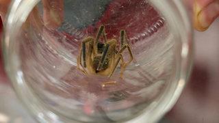 Etle besleniyor! Yakalayıp kavanoza koydu: Yetkililere haber verdik