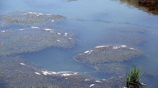 Endişelendiren görüntü! Yüzlercesi ölü bulundu