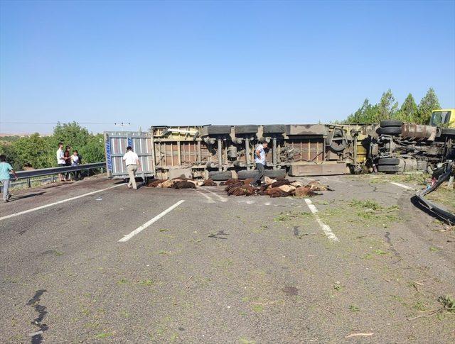 Şanlıurfa'da tırın devrilmesi sonucu 42 küçükbaş hayvan telef oldu