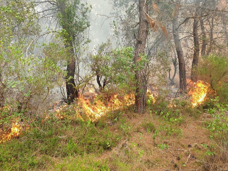GÜNCELLEME - Osmaniye'deki orman yangını kontrol altına alındı G2