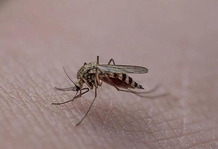 İstanbul'da sivrisinek kabusu devam ediyor! Farklı ilçelerde de görülmeye başladı