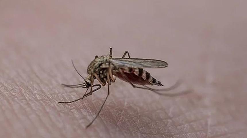 İstanbul'da sivrisinek kabusu devam ediyor! Farklı ilçelerde de görülmeye başladı