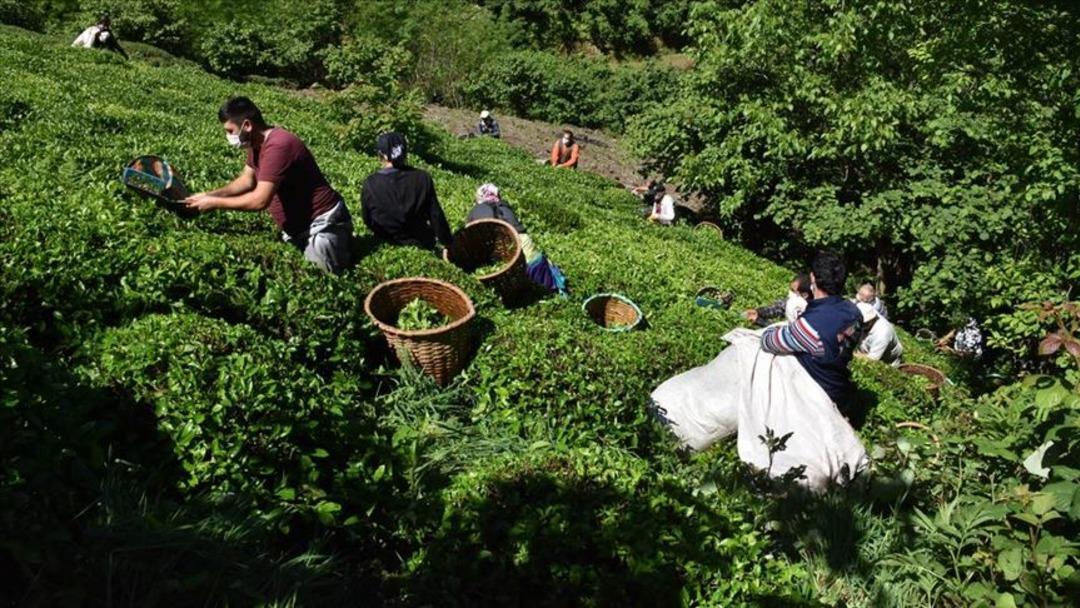 &Ccedil;aykur yaş &ccedil;ay alım fiyatları ne kadar? Yaş &ccedil;ay alımları yeniden başladı: İşte 2021 &Ccedil;aykur yaş &ccedil;ay alım fiyatları...