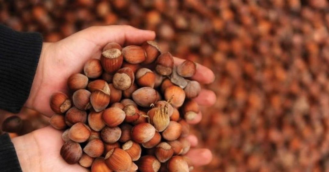 Fındık taban fiyatı ne kadar olacak, a&ccedil;ıklandı mı? İşte 2021 fındık taban fiyatı...