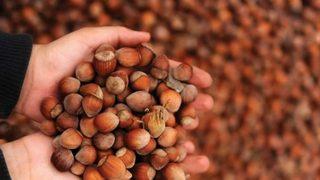 Fındık taban fiyatı ne kadar olacak, açıklandı mı? İşte 2021 fındık taban fiyatı...