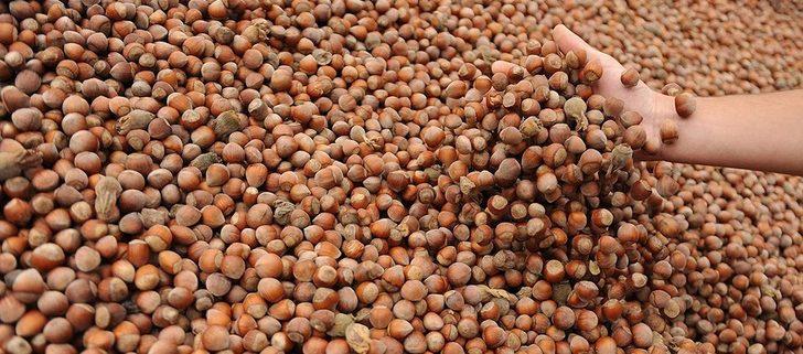 Fındık taban fiyatı ne kadar olacak, açıklandı mı? İşte 2021 fındık taban fiyatı... G1