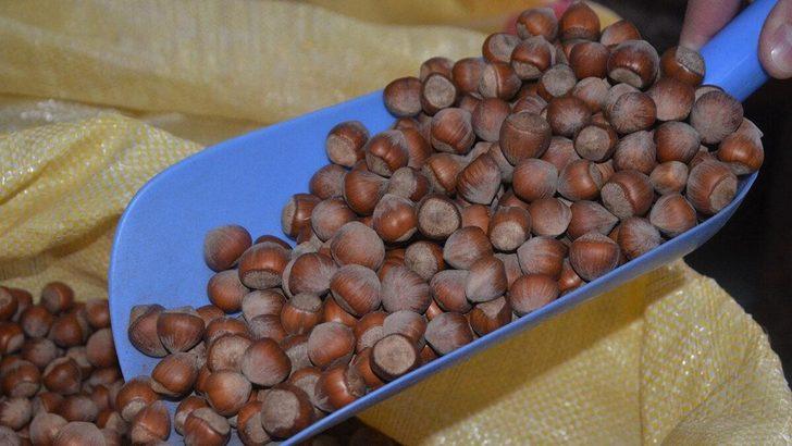 Fındık taban fiyatı ne kadar olacak, açıklandı mı? İşte 2021 fındık taban fiyatı... G2