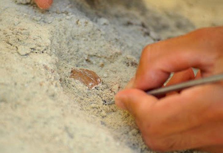 Çoban buldu! Bursa'da bilim dünyasını heyecanlandıran keşif G1