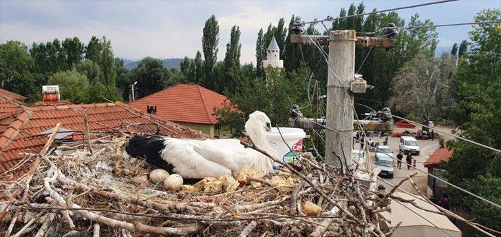 Muğla'da ayağına ip dolanan leyleği itfaiye kurtardı G2
