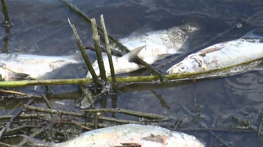 Alibeyköy Barajı'nda onlarca balık öldü! "İlk defa karşılaştım"